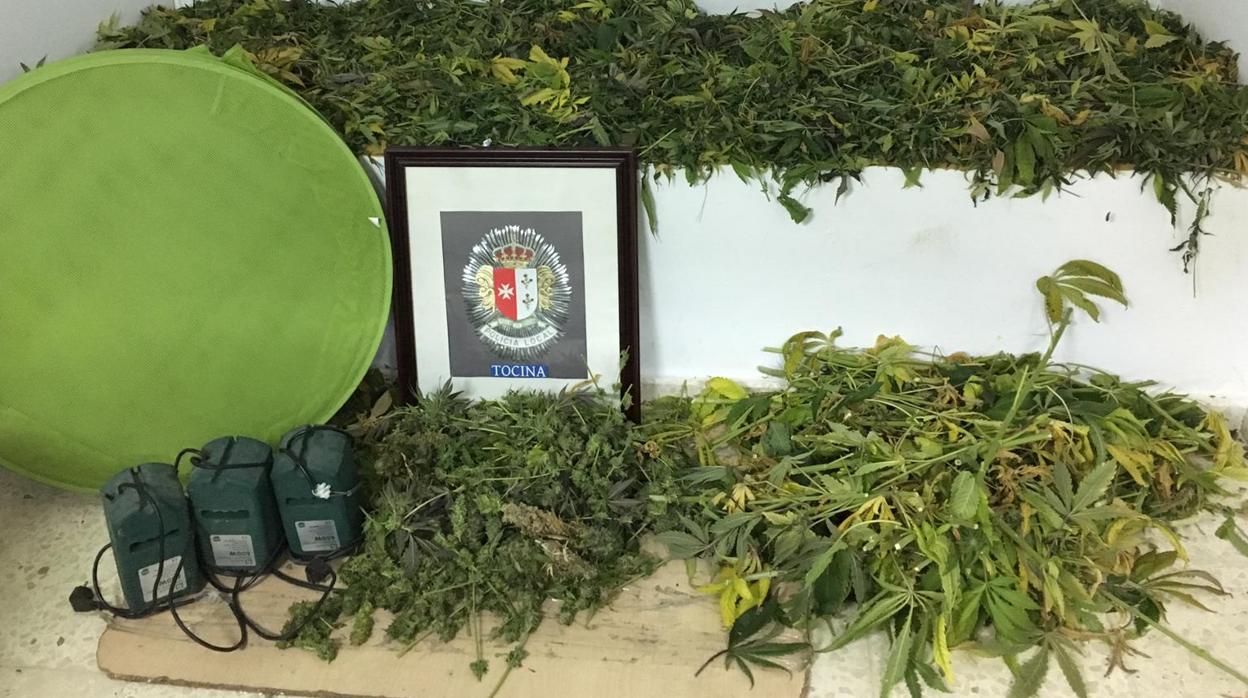Parte de la marihuana incautada por parte de la Policía Local de Tocina junto con útiles para su producción