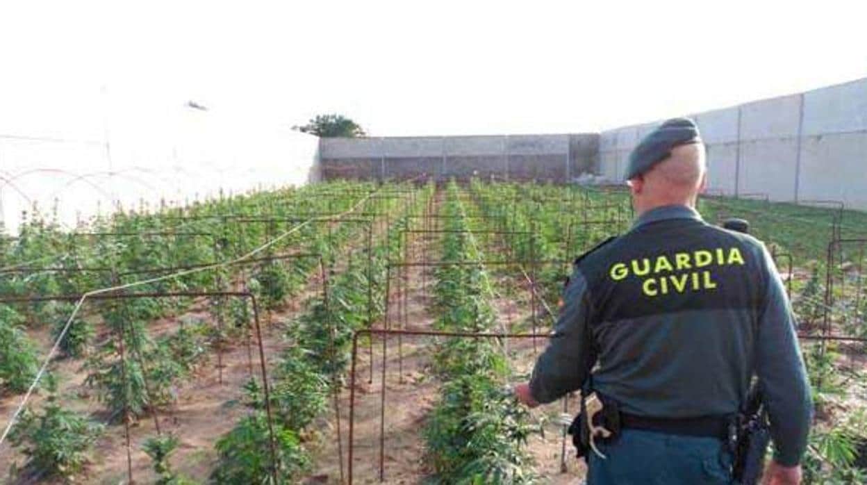 Un agente de la Guardia Civil ante una plantación de marihuana intervenida en la provincia