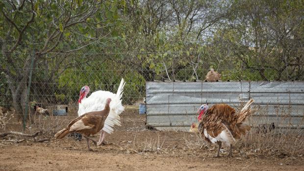 Mueren mil crías de pavo en un incendio de una nave en El Saucejo