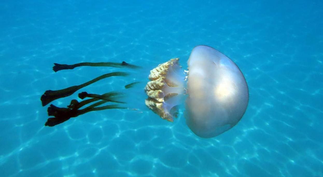 El paraguas de esta medusa alcanza más de 60 centímetros, pesa 13 kilogramos y tiene 3 metros de tentáculos