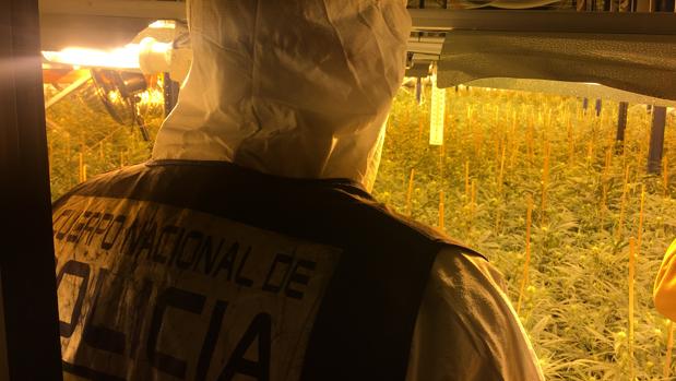 Más de un millón de euros en marihuana, intervenido en menos de 24 horas