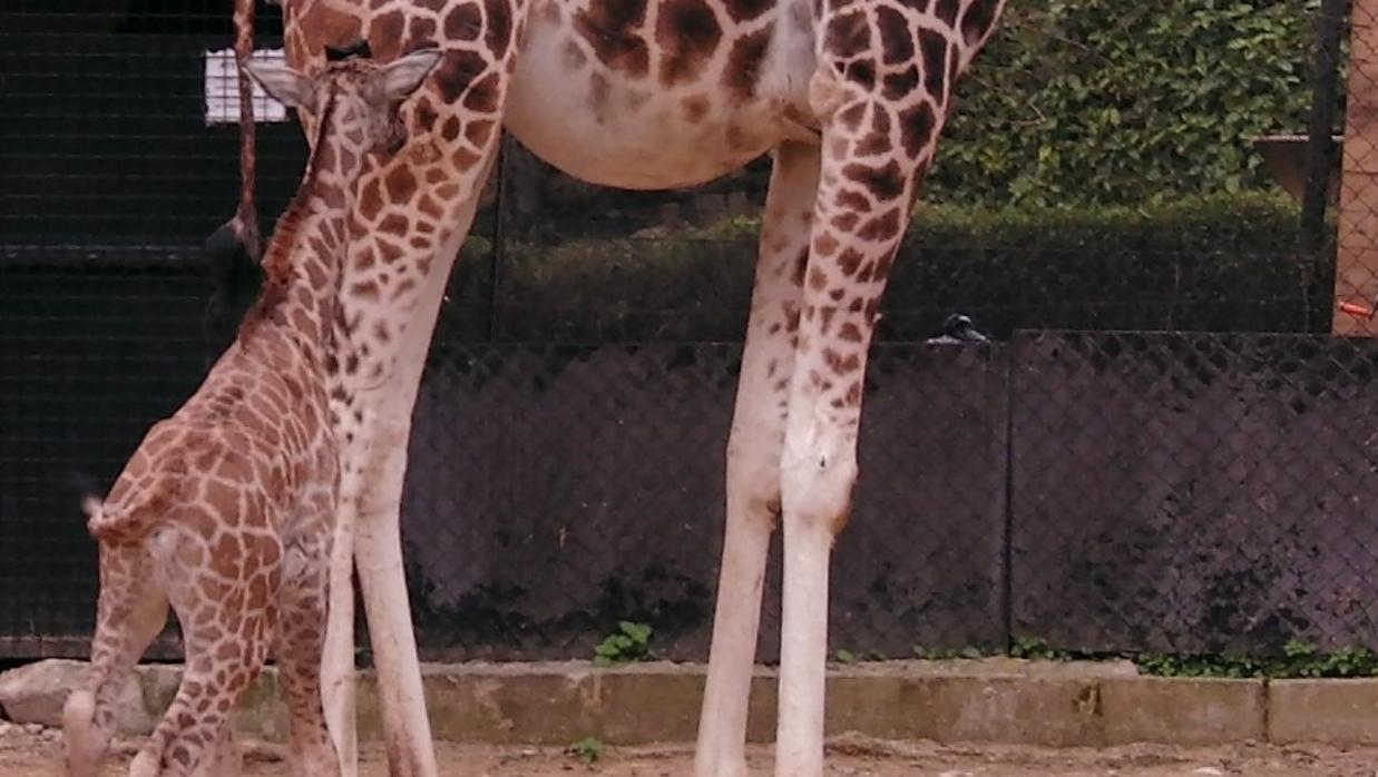 Nace una cría de jirafa protegida en el Zoobotánico de Jerez