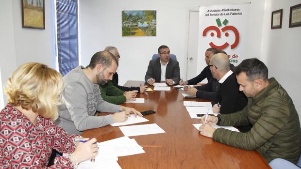 El tomate de Los Palacios alcanza los 12,5 millones de kilos en 2018, una cifra que pulveriza su récord histórico