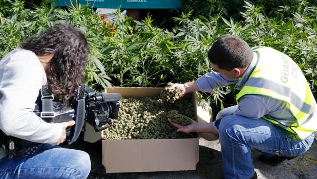 Alarma en Gerena por la detención de un marroquí que cultivaba en su casa 200 plantas de marihuana