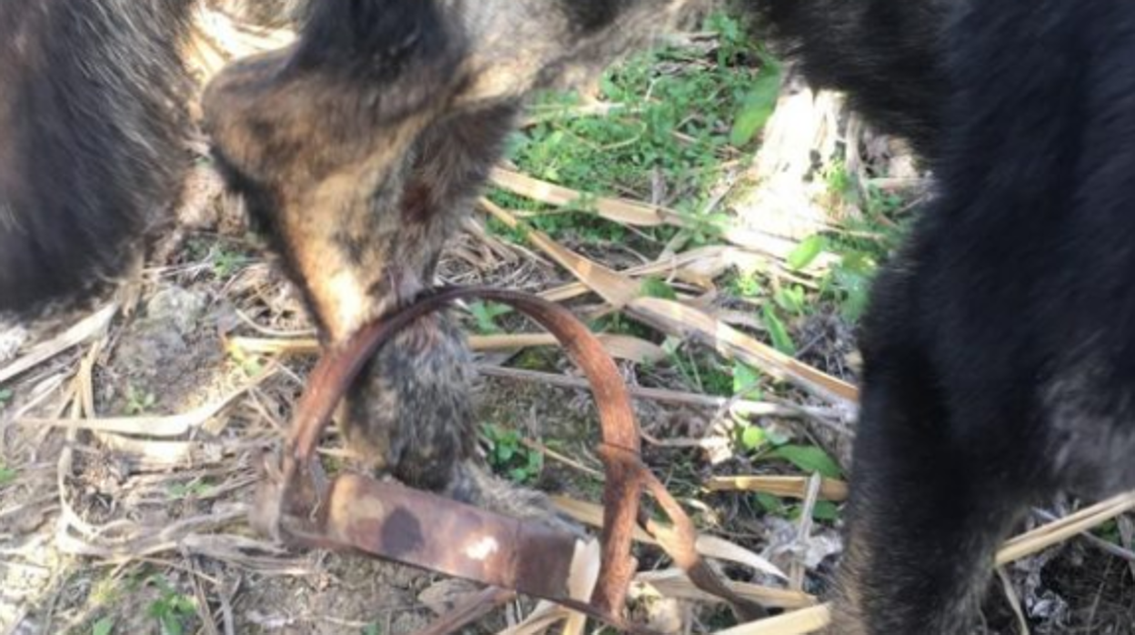 El perro con el cepo atrapado en su pata trasera derecha