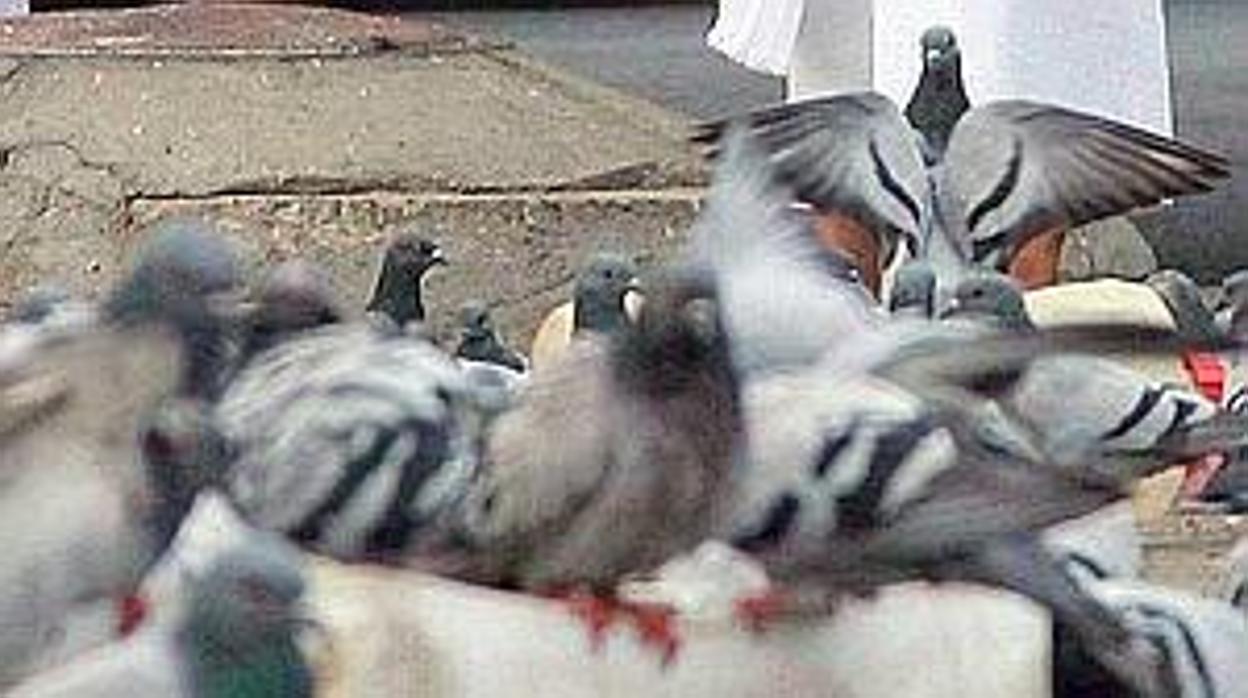 Ciudadanos denuncia que la situación con las palomas en Cádiz es «insostenible»