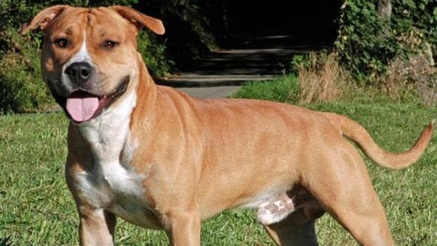 La mujer que fue atacada por un perro peligroso en Gerena permanece en la UCI en estado grave