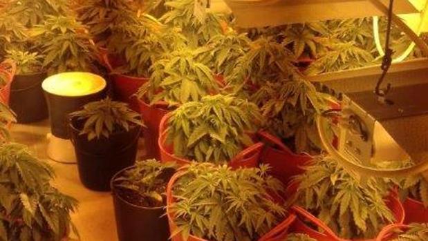 Desmantelada una plantación de marihuana camuflada en una vivienda en construcción en Dos Hermanas