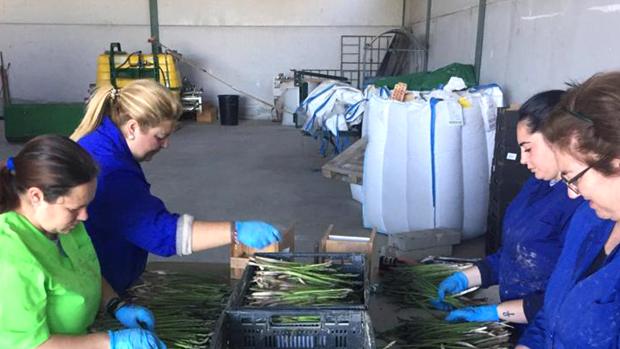 Arranca la recogida de espárragos ecológicos en la finca «Las Turquillas» con vistas al mercado de la UE