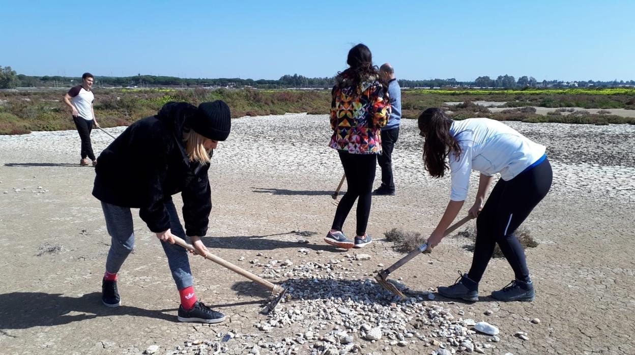 El chorlitejo patinegro comienza a criar en la Salina La Esperanza, en la Bahía de Cádiz