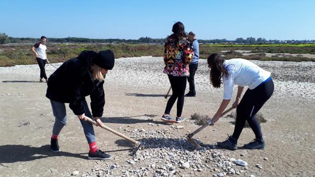 El chorlitejo patinegro comienza a criar en la Salina La Esperanza, en la Bahía de Cádiz