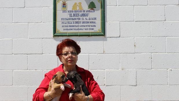 La protectora de animales de Los Palacios organiza su segundo desfile canino como gancho para adoptar