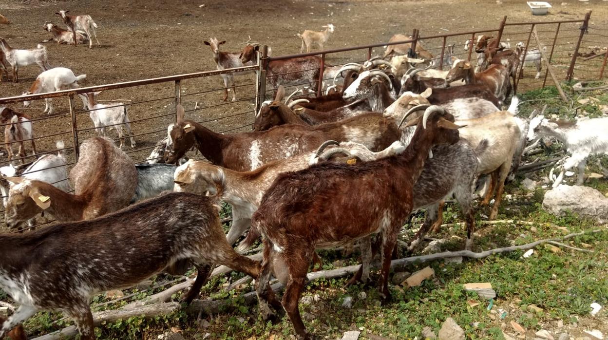 Finca en la que se han encontrado a los animales abandonados, situada en término municipal de Marchena