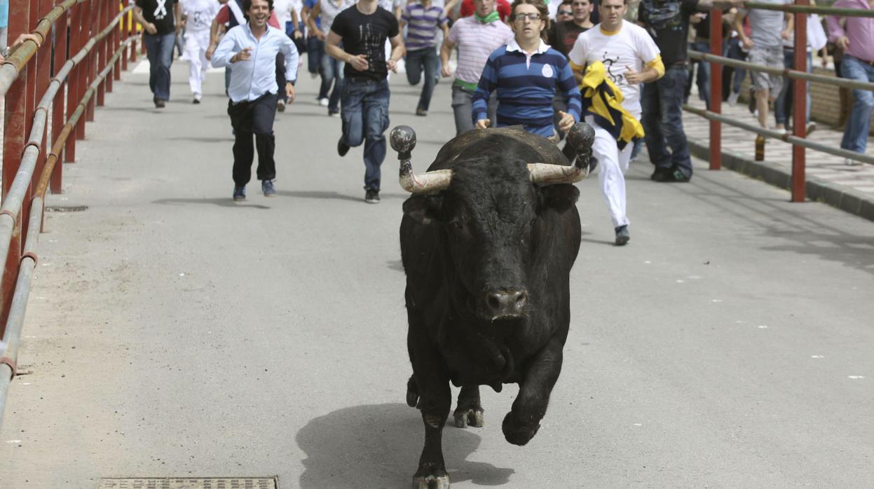 El toro embolao de Los Barrios.