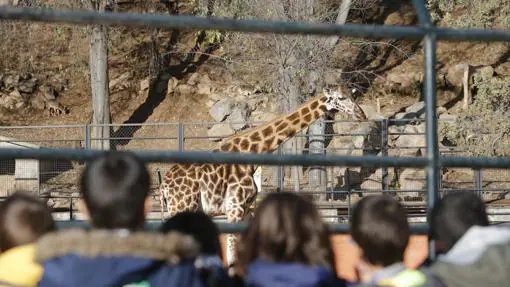 Bulería, una de las jirafas del zoo de Córdoba