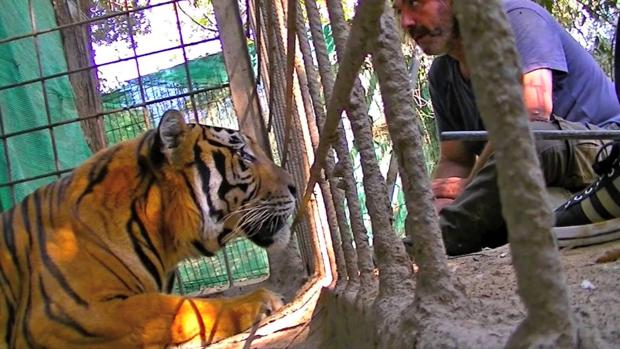 Tigre en Castellar de la Frontera