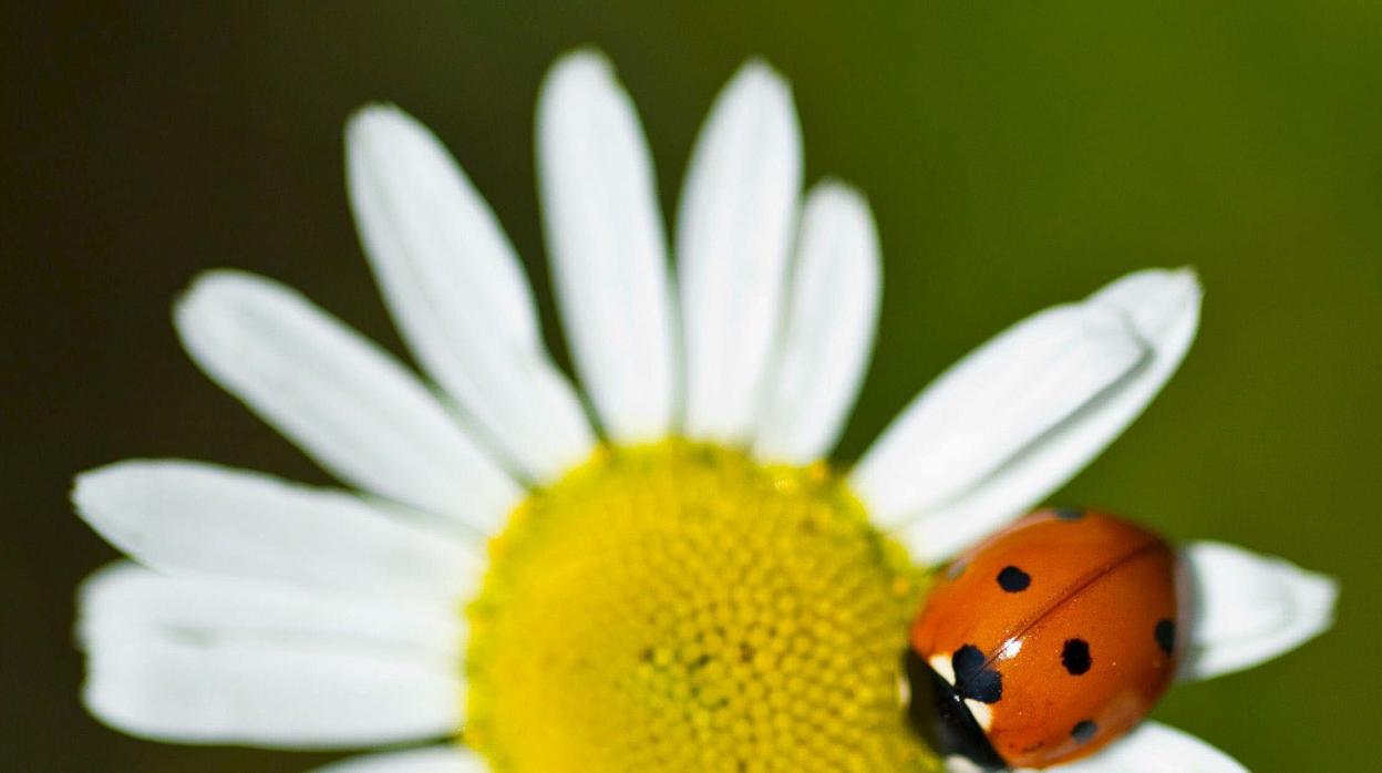 Numerosas mariquitas invaden el litoral de Cádiz