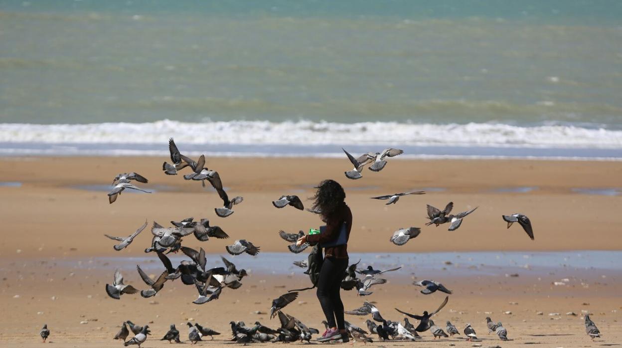 El tiempo en Cádiz: El viento de levante dará paso a temperaturas de 30 grados en Cádiz