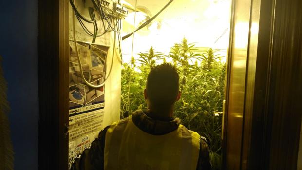 El cultivo de marihuana en la provincia de Cádiz, «en franca extensión»