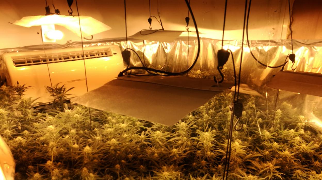 La Guardia Civil acude a una vivienda de Jerez por una discusión y encuentra 150 plantas de marihuana