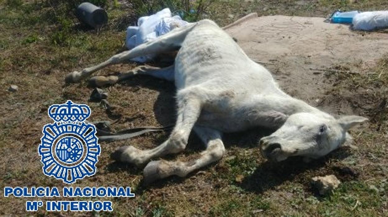 Imagen de uno de los caballos abandonados en La Línea, en Cádiz.