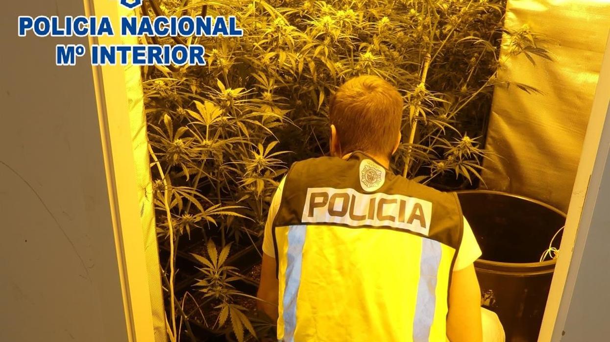 La Policía desmantela dos plantaciones indoor de cannabis sativa en Sanlúcar