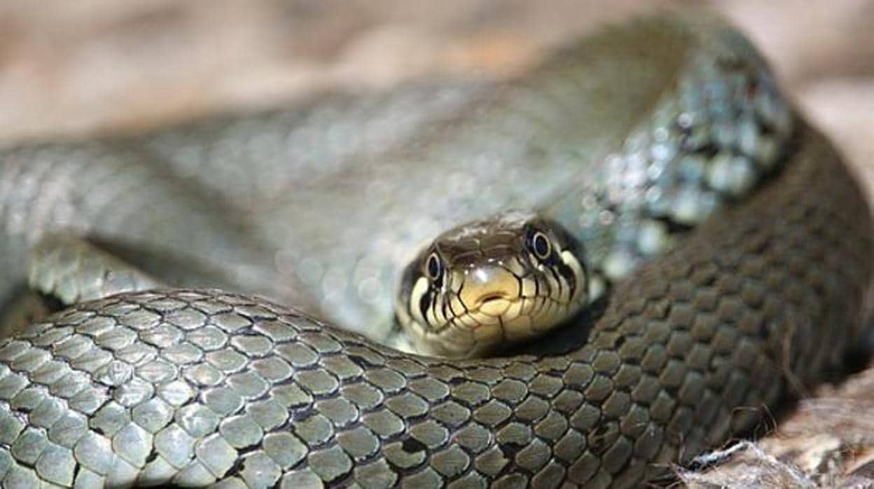 Vecinos de El Puerto se topan con una serpiente de cinco metros en plena calle