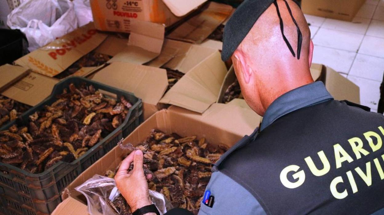 Los Guardia Civiles interceptan las cajas con 340 kilos de pepinos de mar.
