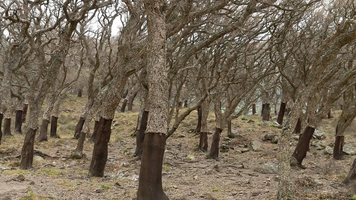 Ecologistas solicitará a Europa una mesa por la seca del alcornocal en el Parque de Los Alcornocales