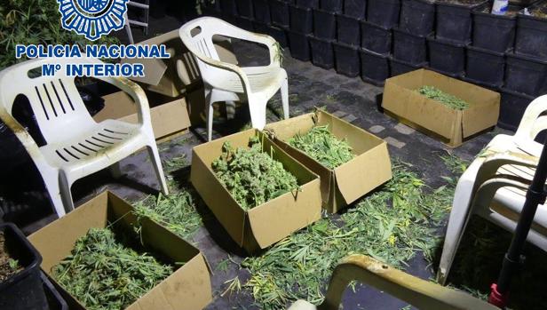 800 plantas de marihuana escondidas al lado de un cultivo 'legal' en Sanlúcar