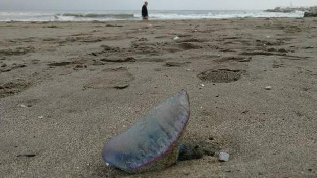 ¿Por qué está llegando ahora la carabela portuguesa a las playas de Cádiz?