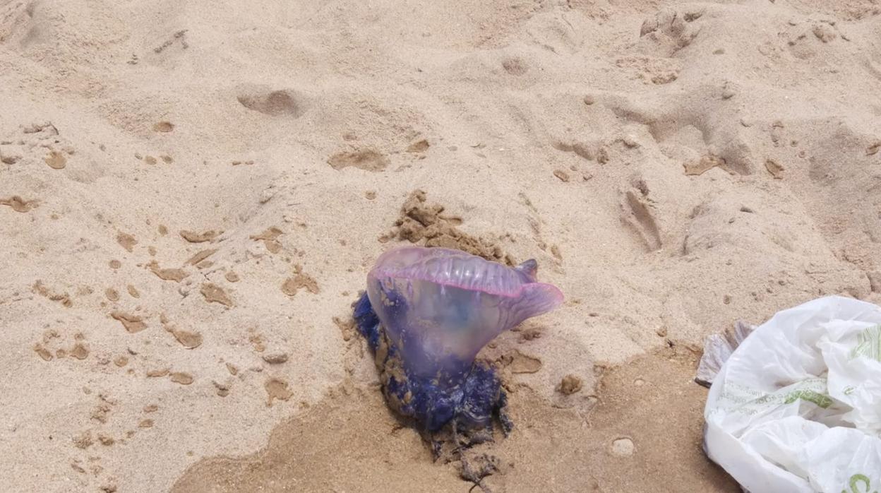 La carabela portuguesa, hallada en la playa Victoria de Cádiz esta mañana