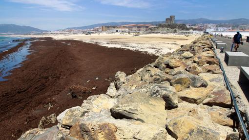 Las algas están amenazando el ecosistema en el Campo de Gibraltar.