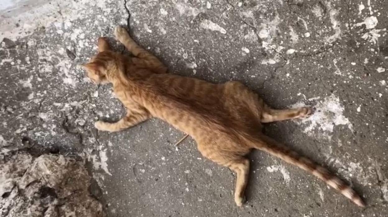 Denuncian matanzas indiscriminadas de gatos en Olvera