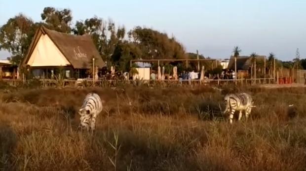 Pintan a dos burros como si fuesen cebras en El Palmar