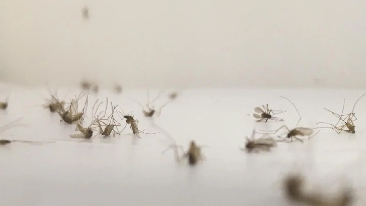 El Ayuntamiento de Barbate pide a la Junta una solución «inminente» a las plagas de mosquitos