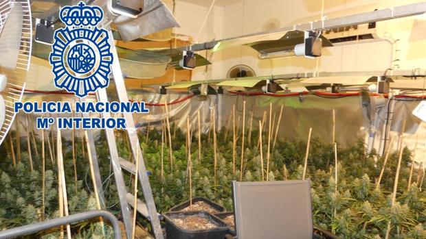 Cinco detenidos en Sanlúcar tras desmantelar dos cultivos con 810 plantas de marihuana