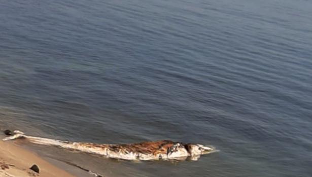 Llega el cadáver de una ballena hasta la playa algecireña de Getares