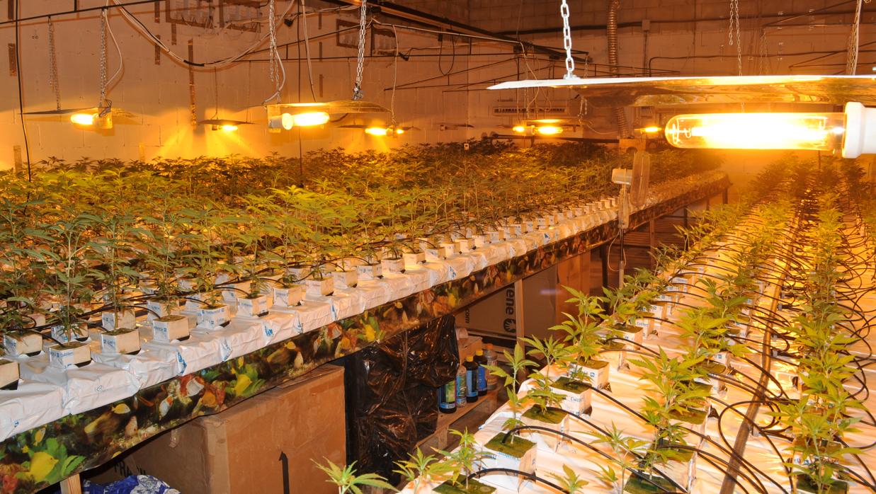 Plantación de marihuana indoor (Archivo)