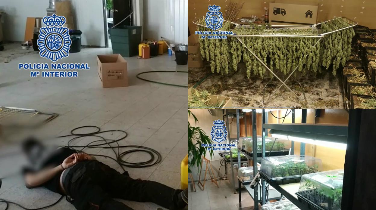 Desmantelan un cultivo de más de 2.000 plantas de marihuana en San Fernando