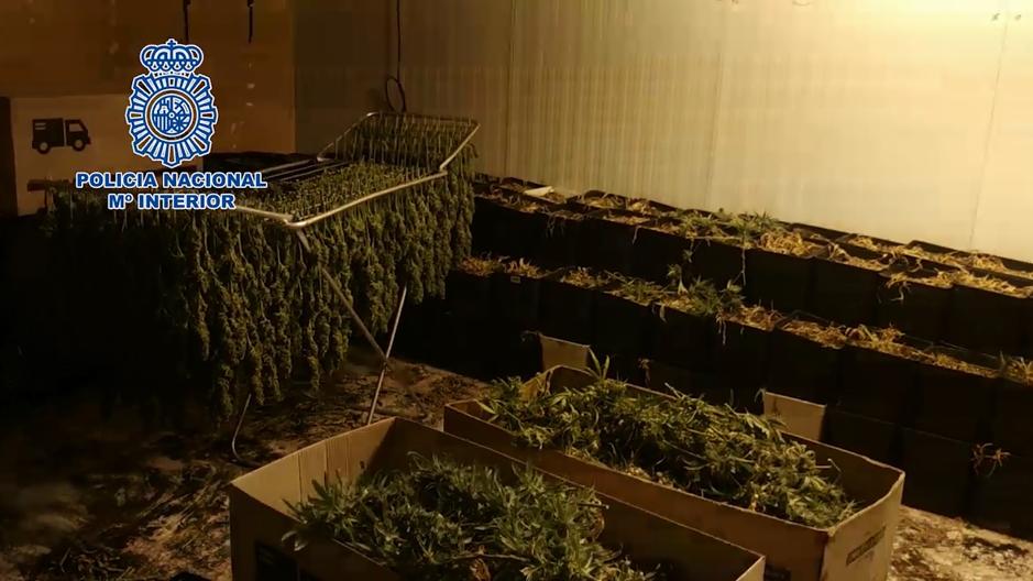 Desmantelan un cultivo de más de 2.000 plantas de marihuana en San Fernando