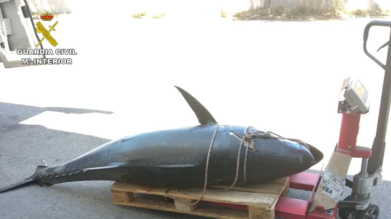 Intervenido un atún rojo de casi 200 kilos pescado ilegalmente
