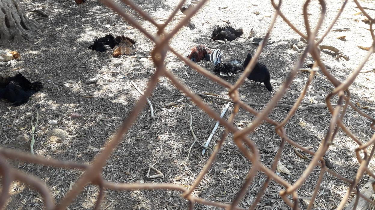 Denuncian el envenenamiento de gallinas en San Fernando