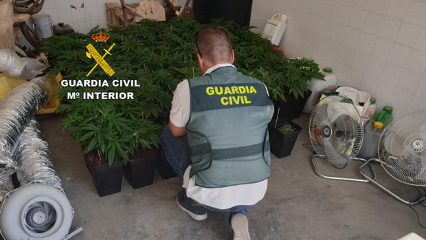 Descubren una plantación de marihuana en casa de los suegros de un joven, al que investigan por malos tratos