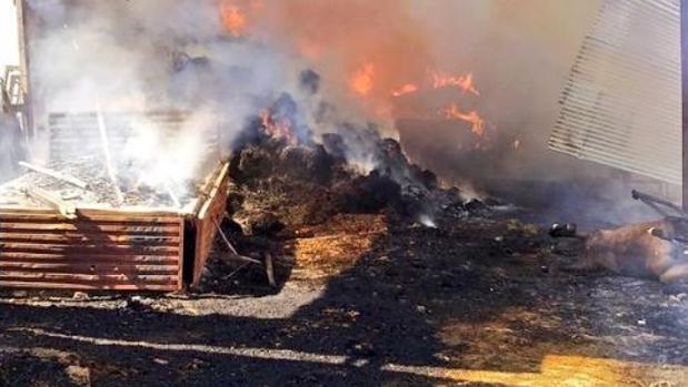 Un incendio en una nave de Coria del Río provoca la muerte de un caballo