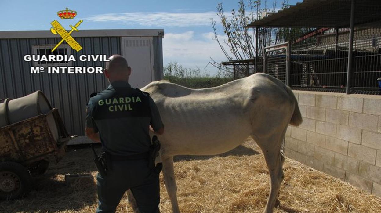 Guardia Civil con uno de los caballos maltratados