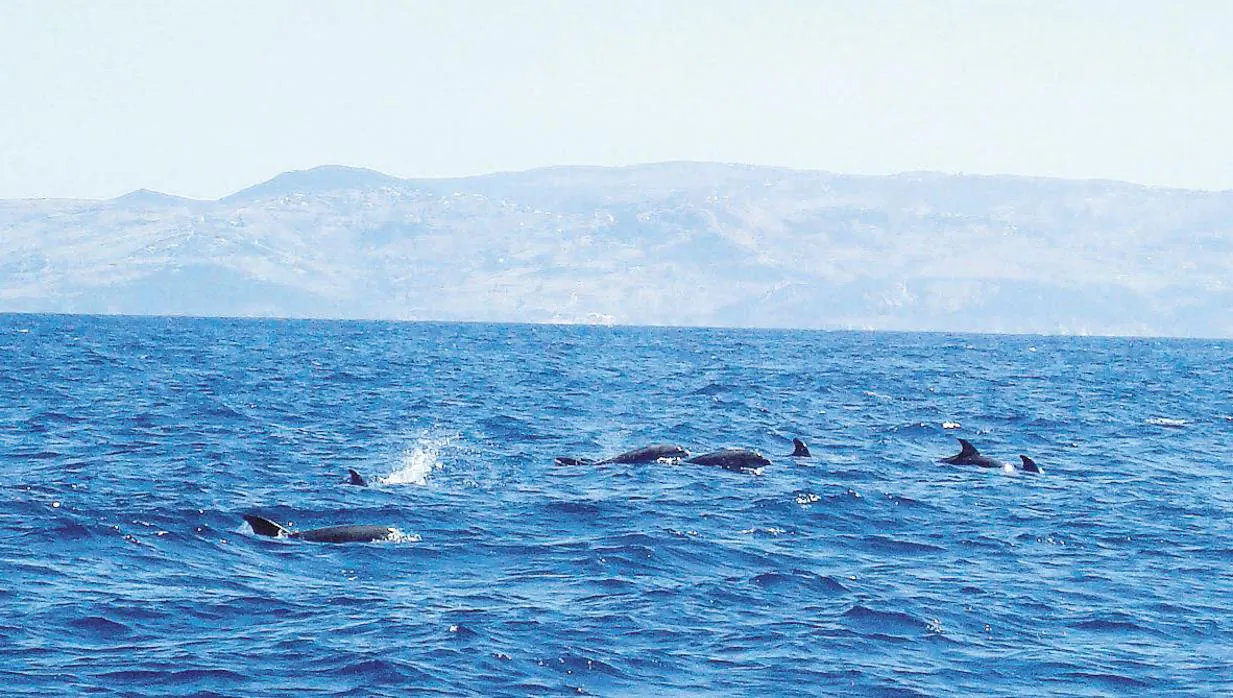 Avistamiento de delfines en aguas del Estrecho.