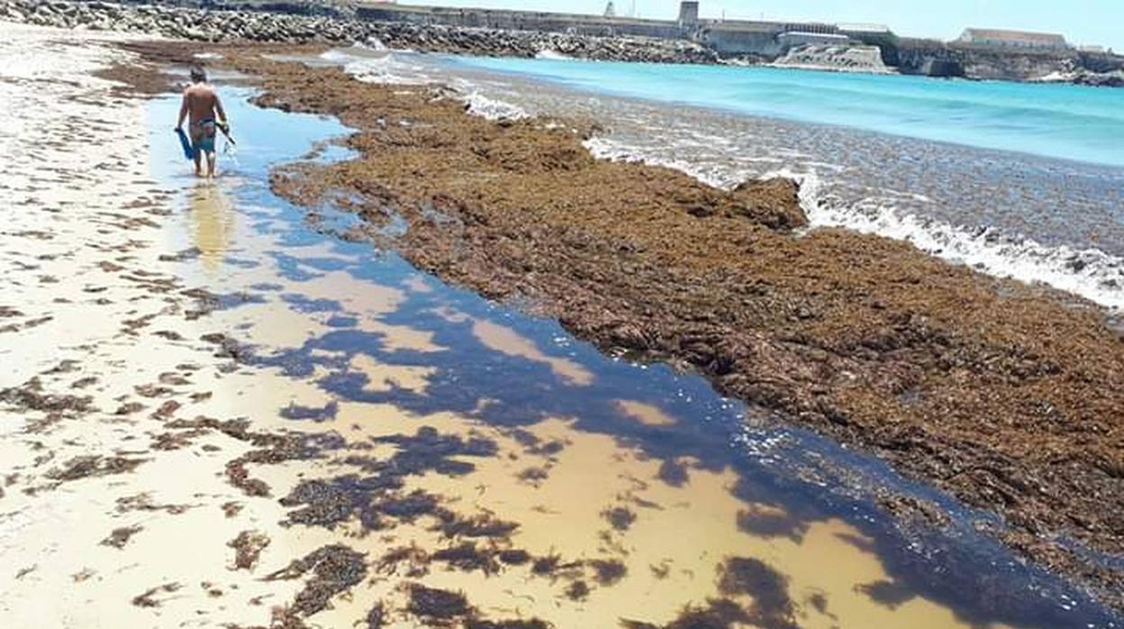 El alga invasora ha invadido parte de la costa de Cádiz.