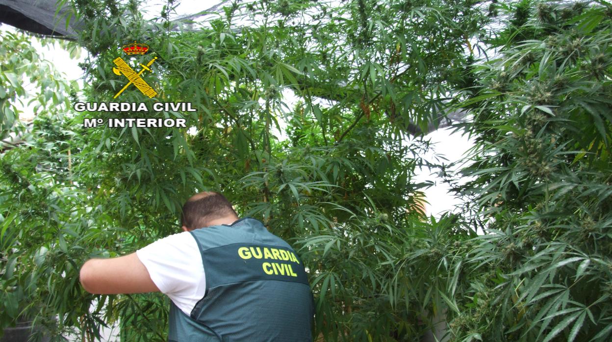 Un agente de la Guardia Civil coge una de las 18 plantas intervenidas