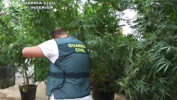 Detienen a dos vecinos de Herrera por cultivar marihuana en su casa y en una cochera